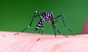 Опасные комары Кусаки