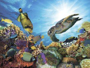 Животный мир большого барьерного рифа