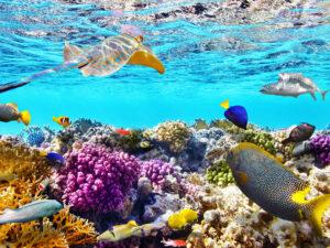 Животный мир большого барьерного рифа