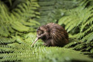 Птицы Киви - символ Новой Зеландии