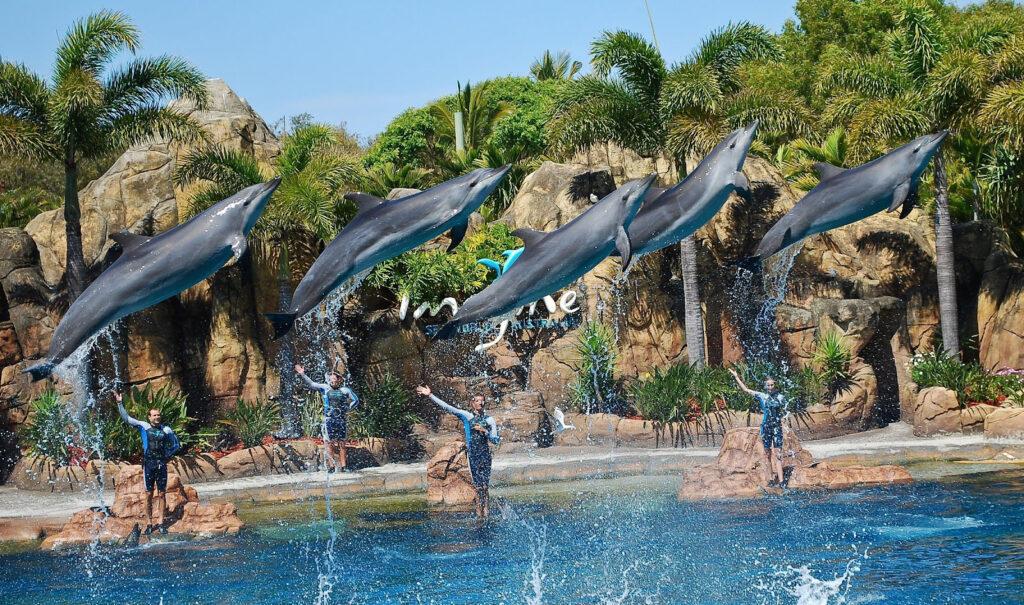 Шоу с дельфинами в парке Sea World